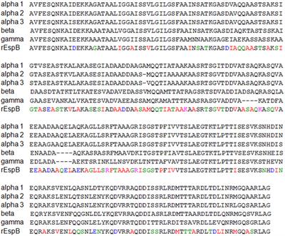 Immunogenic Domains and Secondary Structure of Escherichia coli Recombinant Secreted Protein Escherichia coli-Secreted Protein B